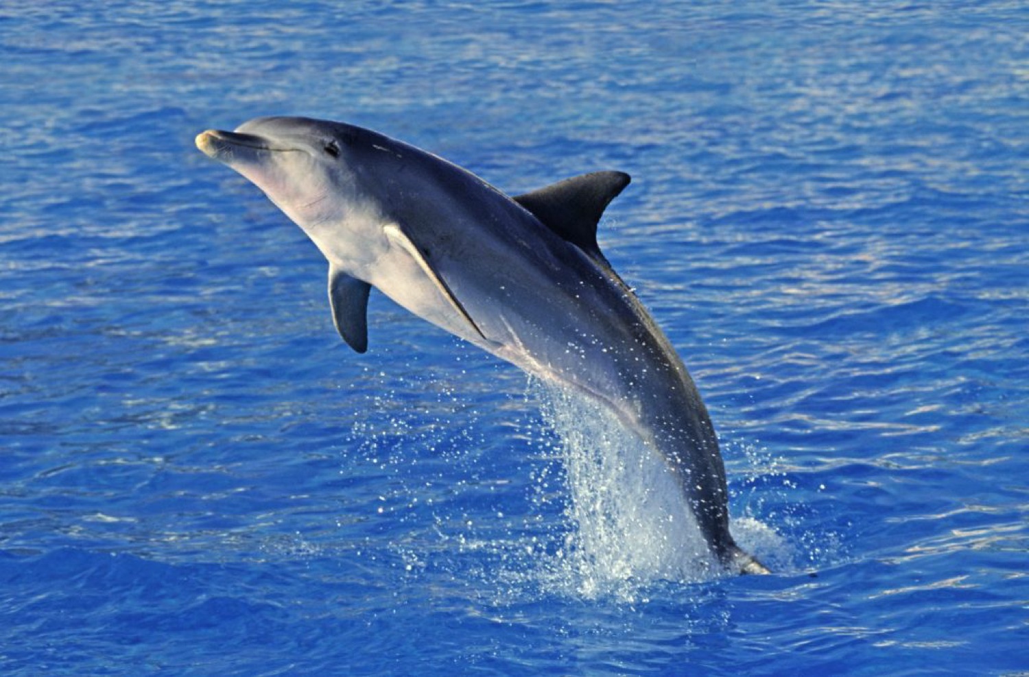 Sortie en bateau Marinaloc en Corse-du-Sud